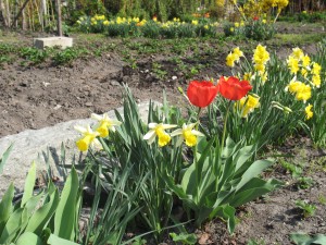 Tulipes et jonquilles