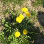 jardin-printemps-avril-09-020