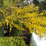 jardin-printemps-avril-09-022